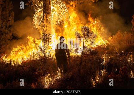 Das Ruby-Mountain-Team führt während des Dixie-Feuers im Lassen National Forest Burnout-Operationen durch. Foto von Joe Bradshaw, BLM Stockfoto