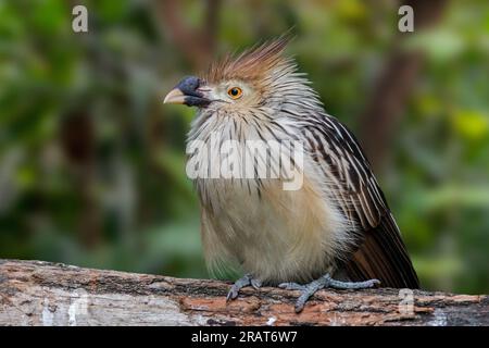 GUIRA Kuckuck (Guira guira), ein in Brasilien, Uruguay, Paraguay, Bolivien und im Nordosten Argentiniens heimischer Gregaraflügel Stockfoto