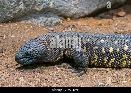 Rio Fuerte Perlenechse (Heloderma horridum exasperatum), giftige Eidechsenarten, die in den tropischen Wäldern und Sträuchern von Westmexiko heimisch sind Stockfoto