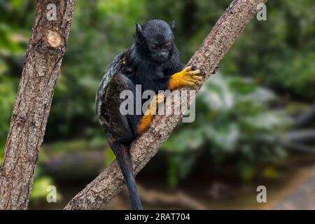 Goldhandtamarin / Rothandtamarin / Midas Tamarin (Saguinus midas), der nordöstlich des Amazonas in Südamerika geborene Neuweltaffe Stockfoto