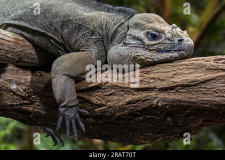 Rhinoceros iguana (Cyclura cornuta) in Bäumen, gefährdete Arten, die auf der Karibikinsel Hispaniola endemisch sind Stockfoto