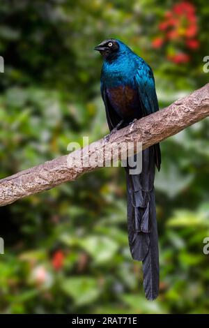 Hochglanzstarling (Lamprotornis caudatus) in einem Baum, der von Senegal Ost bis Sudan im tropischen Afrika heimisch ist Stockfoto