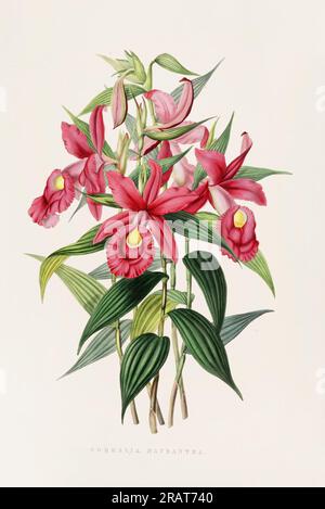 Atemberaubende Orchideenpflanze und einheimische Blumen aus Mexiko und Guatemala, die im 19. Jahrhundert akribisch bemalt wurden. Stockfoto