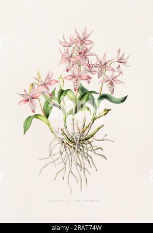Atemberaubende Orchideenpflanze und einheimische Blumen aus Mexiko und Guatemala, die im 19. Jahrhundert akribisch bemalt wurden. Stockfoto