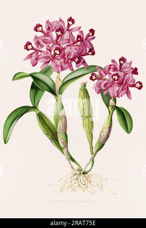 Atemberaubende Orchideenpflanze und einheimische Blumen aus Mexiko und Guatemala, die im 19. Jahrhundert akribisch bemalt wurden. Stockfoto