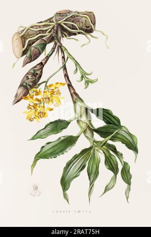 Atemberaubende Orchideenpflanze und einheimische Blumen aus Mexiko und Guatemala, die im 19. Jahrhundert akribisch bemalt wurden. Stockfoto