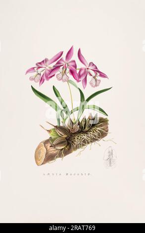 Atemberaubende Orchideenpflanze und einheimische Blumen aus Mexiko und Guatemala, die im 19. Jahrhundert akribisch bemalt wurden. Stockfoto