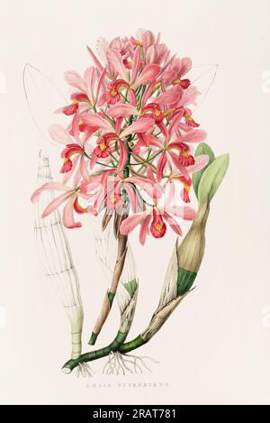 Atemberaubende Orchideenpflanze und einheimische Blumen aus Mexiko und Guatemala, die im 19. Jahrhundert akribisch bemalt wurden. Stockfoto