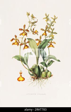 Atemberaubende Orchideenpflanze und einheimische Blumen aus Mexiko und Guatemala, die im 19. Jahrhundert akribisch bemalt wurden. Stockfoto