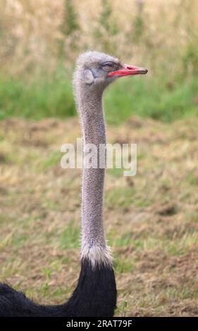 Strauß, Struthio camelus. Porträt Stockfoto