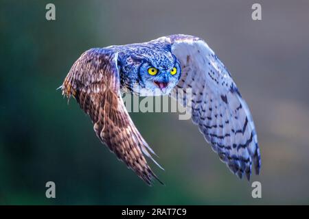 Große gehörnte Eule im Flug Stockfoto