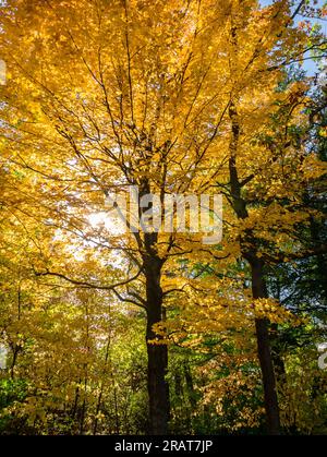 Mutter Natur sorgt für die Farben, und die Sonne geht in Flammen auf Stockfoto