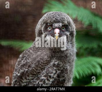 Große graue Eule-Braut, Strix nebulosa Stockfoto