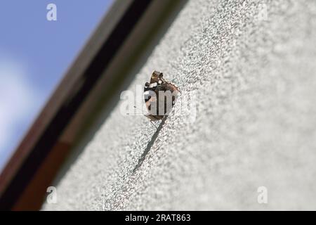 Der Admiral (Vanessa atalanta, SYN. „Pyrameis atalanta“) Stockfoto