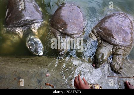 Chittagong, Bayazid, Bangladesch. 5. Juli 2023. In den Teichen in der Nähe des Bayezid-Bostami-Schreins in Chittagong, Bangladesch, lebt eine vom Aussterben bedrohte schwarze und weich geschälte Schildkröte, bekannt als Bostami-Schildkröte ( Nilsonia nigricans ). Es handelt sich um eine sehr seltene Art von Süßwasserschildkröten, die vom Aussterben bedroht ist, da ihre Lebensräume seit Jahrzehnten von Verschmutzung bedroht sind. (Kreditbild: © Mohammed Shajahan/ZUMA Press Wire) NUR REDAKTIONELLE VERWENDUNG! Nicht für den kommerziellen GEBRAUCH! Stockfoto