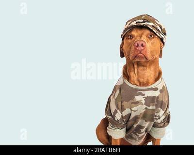 Süßer brauner Hund, Militärhemd und Militärmütze Stockfoto