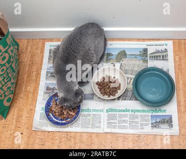 Russische blaue Katze an ihrem Futterort Stockfoto