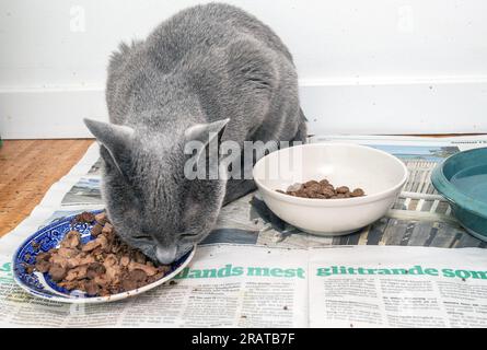 Russische blaue Katze an ihrem Futterort Stockfoto