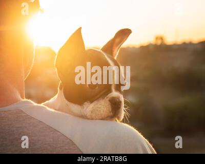 Süßes Hündchen liegt auf der Schulter eines Mannes Stockfoto