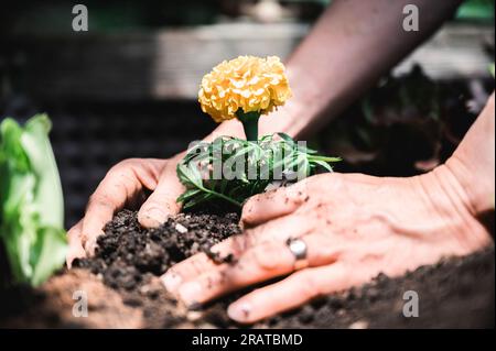 Nahaufnahme von weiblichen Händen, die Gartenarbeit leisten und eine wunderschöne gelbe Blume in fruchtbaren Boden eines Hausgartens Pflanzen. Stockfoto
