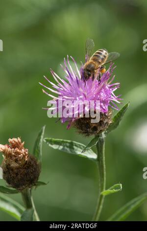 Biene voll Pollen, die Nekta von einer Distelblume im Juli sammeln Stockfoto