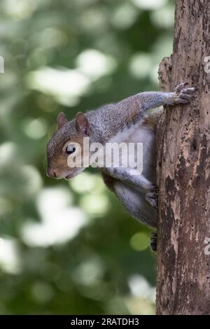 Graues Eichhörnchen, das an einem alten, toten Baum hängt, gespickt mit Holzwurm Stockfoto