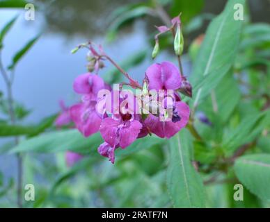 Impatiens glandulifera wächst in freier Wildbahn am Ufer eines Reservoirs Stockfoto