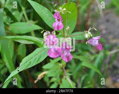 Impatiens glandulifera wächst in freier Wildbahn am Ufer eines Reservoirs Stockfoto