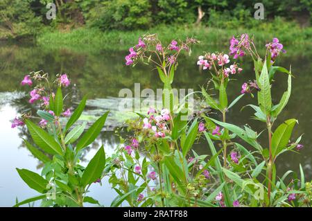 Impatiens glandulifera wächst in freier Wildbahn am Ufer eines Reservoirs Stockfoto