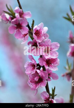 Im Obstgarten auf einem Ast blüht ein Pfirsich Stockfoto