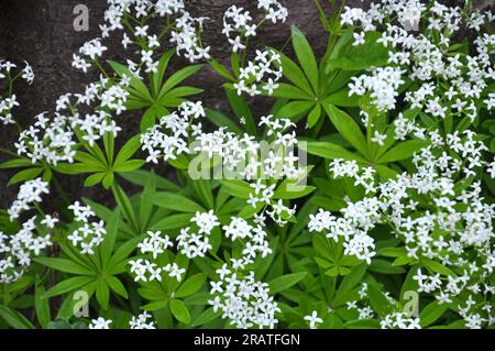Bettstroh (Galium odoratum) blüht im Frühling in der Wildnis des Waldes Stockfoto