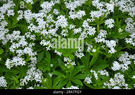 Bettstroh (Galium odoratum) blüht im Frühling in der Wildnis des Waldes Stockfoto