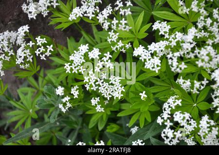 Bettstroh (Galium odoratum) blüht im Frühling in der Wildnis des Waldes Stockfoto