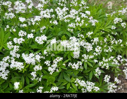 Bettstroh (Galium odoratum) blüht im Frühling in der Wildnis des Waldes Stockfoto