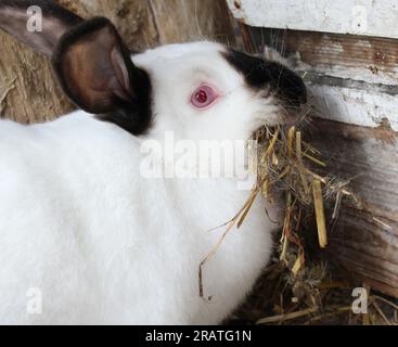 Schwangere weibliche Kaninchen aus Kalifornien mit Heu in den Zähnen zum Nisten vor der Geburt des Babys Stockfoto