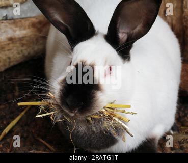 Schwangere weibliche Kaninchen aus Kalifornien mit Heu in den Zähnen zum Nisten vor der Geburt des Babys Stockfoto