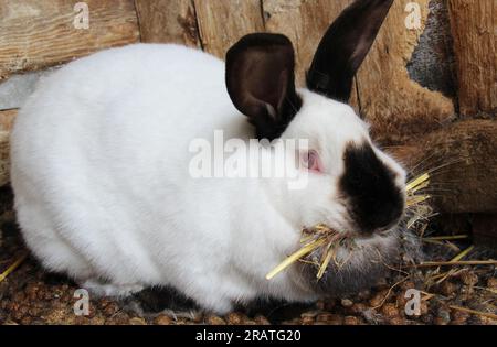 Schwangere weibliche Kaninchen aus Kalifornien mit Heu in den Zähnen zum Nisten vor der Geburt des Babys Stockfoto