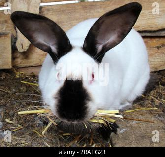 Schwangere weibliche Kaninchen aus Kalifornien mit Heu in den Zähnen zum Nisten vor der Geburt des Babys Stockfoto