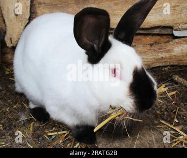 Schwangere weibliche Kaninchen aus Kalifornien mit Heu in den Zähnen zum Nisten vor der Geburt des Babys Stockfoto