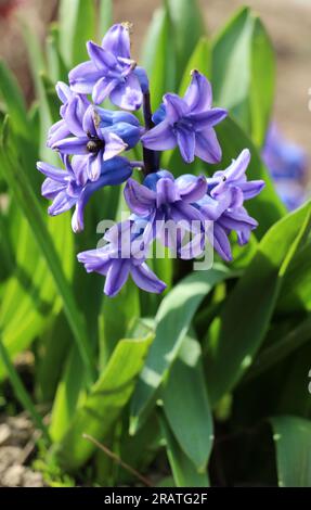 Hyazinthen blühen im Frühlingsgarten Stockfoto