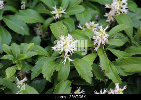 Im Garten wächst wertvoller Bodenbedeckungszwerg Halbstrauß Pachysandra terminalis Stockfoto