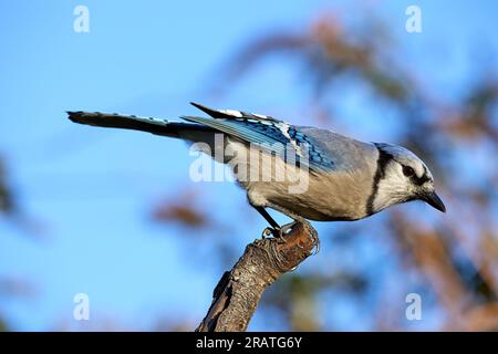 Blue Jay auf Holz Stockfoto