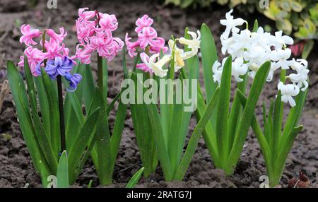 Hyazinthen blühen im Frühlingsgarten Stockfoto