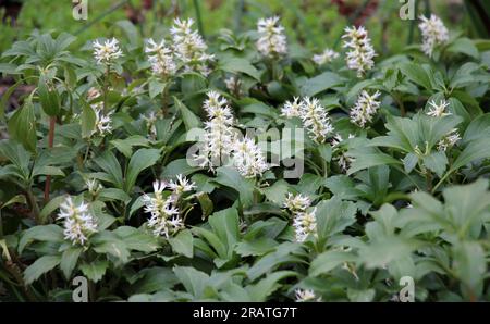 Im Garten wächst wertvoller Bodenbedeckungszwerg Halbstrauß Pachysandra terminalis Stockfoto