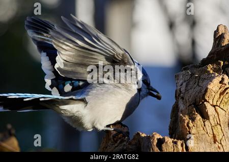 Blue Jay auf Holz Stockfoto