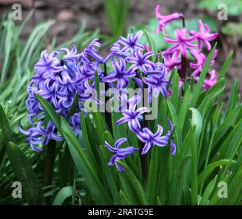Hyazinthen blühen im Frühlingsgarten Stockfoto