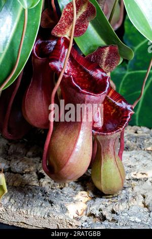 Nahaufnahme von Nepenthes lowii x ventricosa (tropische Pitcher-Pflanze), in der Kultivierung angebaut. Stockfoto