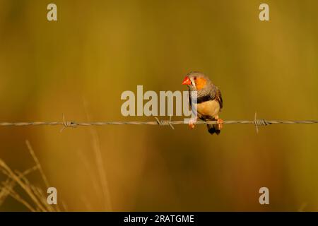 Australischer Zebrafink oder Kastanienhörnchenfink (Taeniopygia guttata castanotis), der häufigste estrildid-Finch aus Zentralaustralien, wurde nach Puerto eingeführt Stockfoto