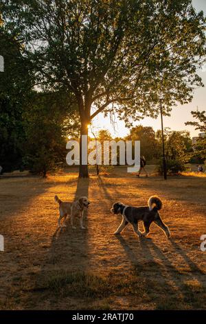 Ein Mädchen rennt im Park, wenn die Sonne untergeht Stockfoto