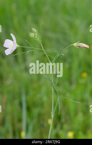 Leichte Poppymallow, Callyrhoe alcaeoides Stockfoto